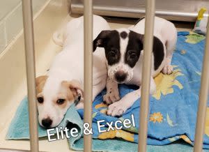 Elite and Excel dogs