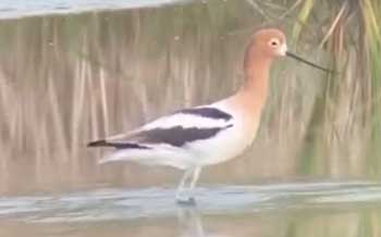 Shorebird