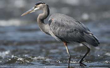 Tricolored Heron Stalking Fish