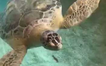 Sea Turtle morning-munch