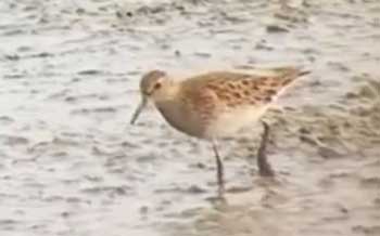 Pectoral Sandpiper