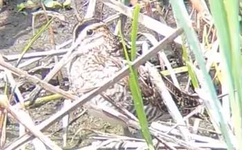 The Wilson’s Snipe