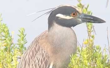 Yellow-crowned Night-Heron