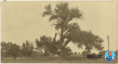 1972_01_0716-Ute-Susan-Shawsheen-Tree with Visit Greeley and 250 150 logos
