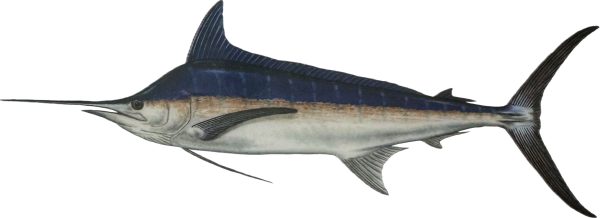 Marlin