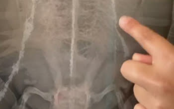 Turtle x-ray