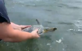 Sea Turtle Patient Release