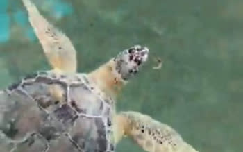 Turtle eating