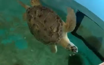 Fredd the turtle