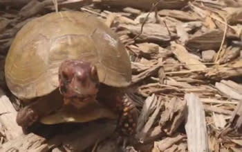 Turtle