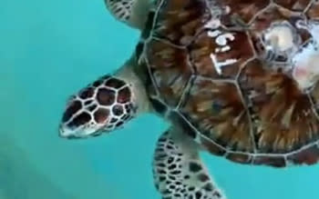Turtle