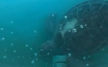 Turtle
