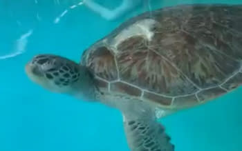 Santo Tilly turtle