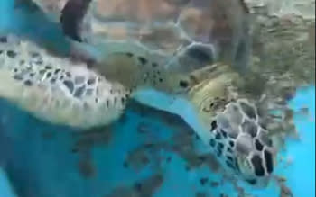 Allison - turtle