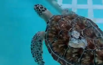 El Tigre! the turtle
