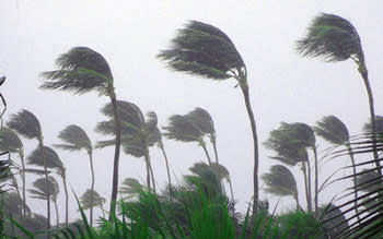 Palm trees bent in the wind