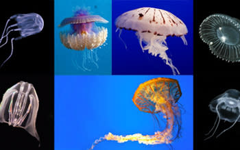 2020-jelly-vs-jellyfish