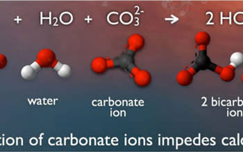 2020-ocean-acidification