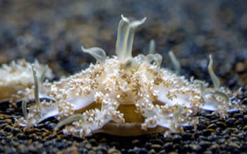 2020-ouch-jellyfish-snot-can-hurt-people