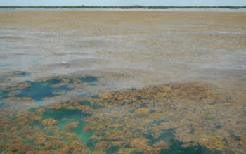 2020-record-seaweed-belt