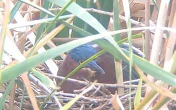 Green Heron