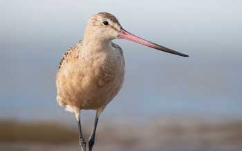 Marbled Godwits