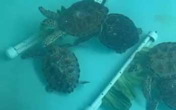 Sea turtles patient-enrichment