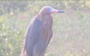 Reddish Egret