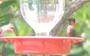 Ruby-Throated Hummingbirds