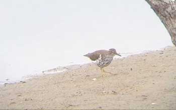 Spotted Sandpiper
