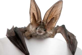 Bats and Beer
