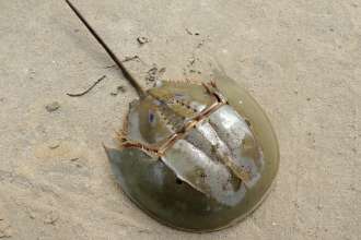 Horseshoe Crab Expedition at Napatree Point Conservation Area