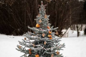 Winter Celebration Weekends at Kinney Azalea Gardens