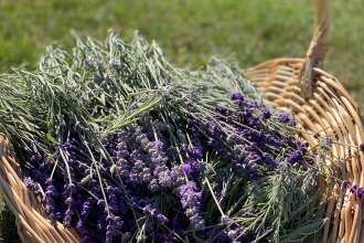 Lavender Waves Farm