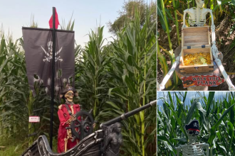 Hidden Treasure Corn Maze