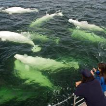 A Natural Phenomena: 3,000 Beluga Whales during Churchill Nature Tour
