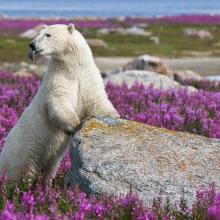 A beautiful site at Churchill Wild