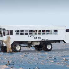 Lazy Bear Lodge Polar Bear Adventure