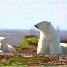 Polar bear viewing at a Churchill Nature Tour
