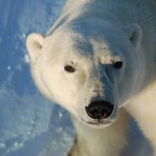 Looking into a polar bears eyes on a tour with Heartland international
