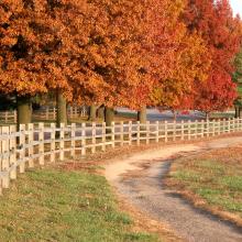 Top City's Fall Color