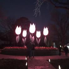 Tulips at Twilight: Springtime Wonderland