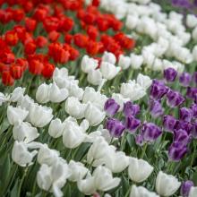 A Master Plan of 120,000 Tulips: Inside Topeka's Tulip Time Celebration