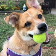 Paws on Topeka: A field guide to visiting the capital city with animal companions