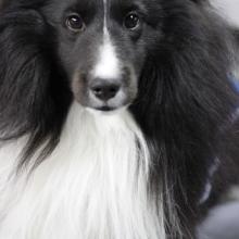 Capital City Classic, nation’s largest cluster of dog shows, returns to Topeka