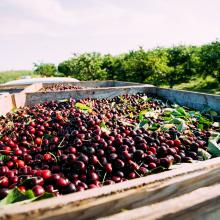 Cherry Harvest