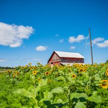 Elk Rapids sunflowers with barn