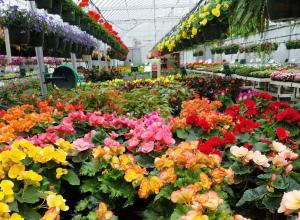 Engle's Greenhouse hoop house full of blooming plants and hanging flower baskets