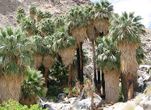 49 Palms Oasis