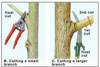 Branch Cuting Infographic